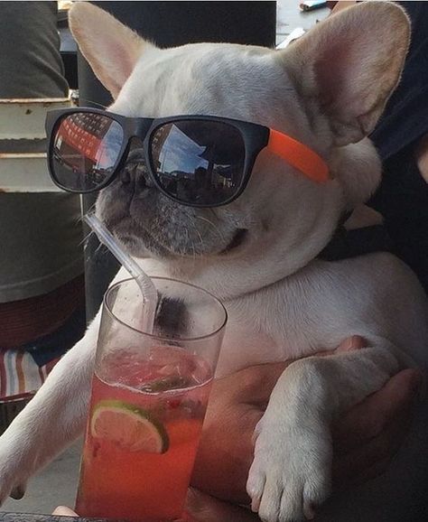 French Bulldog Pictures, French Bulldog Funny, Bulldog Francese, Cute French Bulldog, Wearing Sunglasses, French Bulldog Puppies, Bulldog Puppies, On Holiday, Happy Dogs