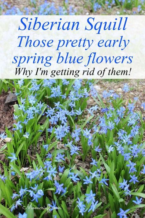 What are those pretty blue flowers in the lawn? Siberian Squill. Learn why having them in your yard may not be a good thing! Siberian Squill Flower, Squill Flower, Scilla Flower, Siberian Squill, Gardening Tattoo, Gardener Aesthetic, Gardening Aesthetic, Garden Tattoo, Black Thumb