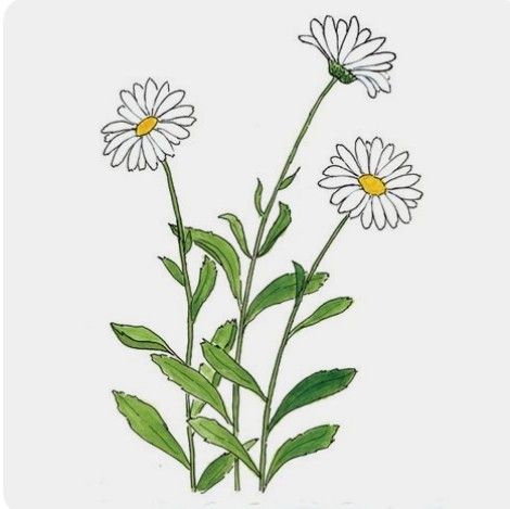 Daisy Flower Drawing, Dog Waste Disposal, Horse Tattoos, Daisy Drawing, Shasta Daisy, Wreath Illustration, Daisy Tattoo, Flower Drawings, Daisy Painting