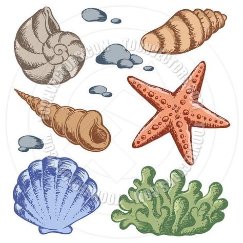 Shells Drawings, Seashell Drawing, Under The Sea Clipart, Sea Clipart, Ocean Clipart, Shell Drawing, Ocean Drawing, Clip Art Pictures, Seashell Painting