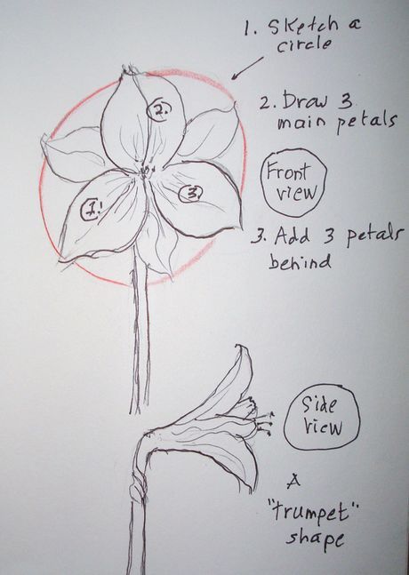 How To Draw Amaryllis Flower, Amaryllis Drawing Simple, Amaryllis Flower Drawing, Amaryllis Drawing, Amaryllis Watercolor, Rowan Tattoo, Mailbox Painting, Amaryllis Painting, Poison Plants