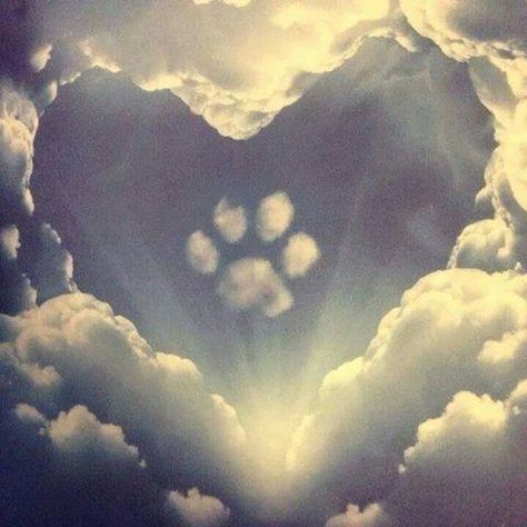 pawprint in the clouds Heaven Tattoos, English Bull Terriers, Nsw Australia, Dog Tattoos, Paw Prints, Pet Loss, Bull Terrier, I Love Dogs, Dog Love