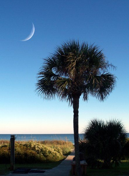 South Carolina, Myrtle Beach   #palmetto #tree #crescentmoon Moon Stencil, Tree Moon, Palmetto Tree, Palmetto State, Beaufort Sc, Carolina Girl, Design Stickers, Amazing Sunsets, Myrtle Beach Sc