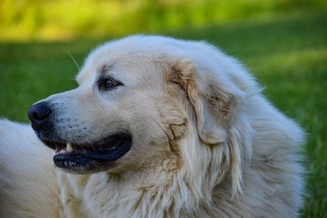 Anatolian Shepherd & Great Pyrenees Mix | Info, Pictures, Facts | Hepper Great Pyrenees And Anatolian Shepherd, Anatolian Shepherd Great Pyrenees, Anatolian Pyrenees, Livestock Dog, Anatolian Shepherd Puppies, Pets Wallpaper, Pyrenees Puppies, Great Pyrenees Dog, Anatolian Shepherd