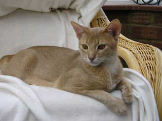 Fawn Abyssinian Cat, Detection Dogs, Pet Detective, Abyssinian Cat, Abyssinian Cats, Lost Cat, Future Children, Abyssinian, Story Characters