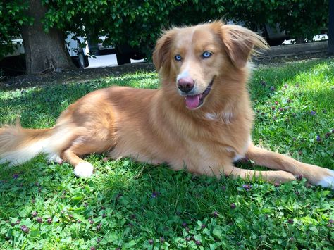 Aussie golden husky mix Golden Retriever Aussie Mix Puppy, Golden Retriever Husky Mix Full Grown, Golden Retriever Mixed With Aussie, Golden Retriever Husky Mix, Golden Husky, Australian Shepherd Husky, Wolfdog Hybrid, Golden Retriever Husky, Interesting Creatures