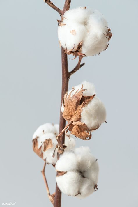 Cotton flower branch on a blue background | premium image by rawpixel.com / Teddy Rawpixel Cotton Branches, Cotton Plant, Cotton Flower, Adult Halloween Party, Flower Background Wallpaper, 背景 シンプル, Flower Branch, Dried Floral, Dried Lavender