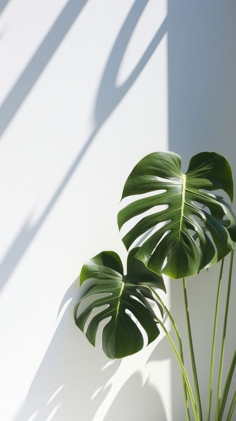 Monstera over white wall plant leaf freshness. | premium image by rawpixel.com / Tung Monstera Plants, Monstera Aesthetic, Monstera Plant Art, Monstera Plant, Landscape Pictures, Monstera Leaf, Plant Wall, Free Design Resources, Mobile Wallpaper