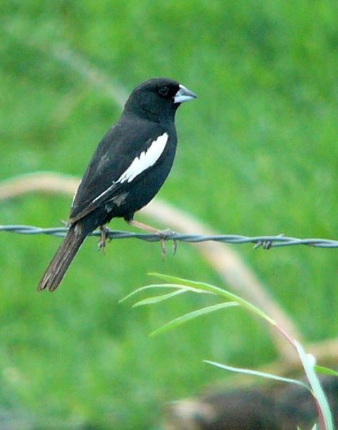 Lark Bunting (Calamospiza melanocorys) Central and Western North America State Animals, Lark Bunting, Colorado Birds, Colorado Wildlife, Bunting Bird, Green Cabin, Chirping Birds, State Flowers, American Wildlife