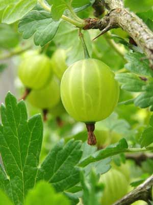 How To Grow Gooseberries, Gooseberry Plant, Gooseberry Bush, Garden Planner, Plant Information, Green Fruit, Growing Fruit, Exotic Fruit, Fruit Garden