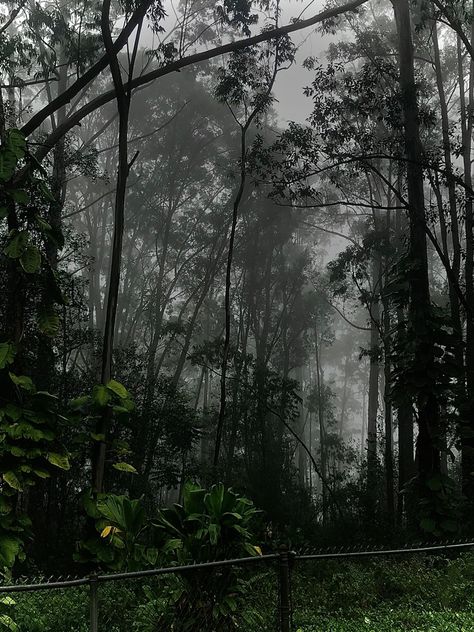 Rain In Hawaii, Hawaii Rain, Forest Paths, Summer View, Forest Path, Chongqing, Travel Summer, New Caledonia, Waiting Rooms