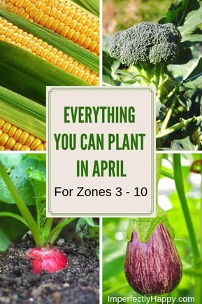 Vegetables To Grow In Spring, What To Plant In April In Zone 7, South Texas Gardening, Spring Garden Vegetables, Vegetable Garden Plan, April Gardening, Spring Vegetable Garden, April April, When To Plant Vegetables