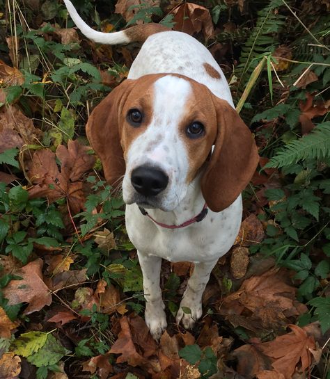 Vixey 💜 American English coonhound American English Coonhound, American Coonhound, Redtick Coonhound, Red Tick Coonhound, Species Ideas, Coonhound Dog, Dog Types, Blue Tick, English Coonhound