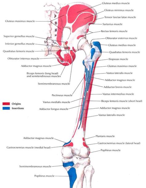 Muscle insertions and origins of the posterior aspect of the thigh Hip Anatomy Drawing, Hip Anatomy, Psoas Release, Physical Therapy Assistant, Human Body Anatomy, Lower Limb, Muscle Anatomy, Medical School Essentials, Human Anatomy And Physiology