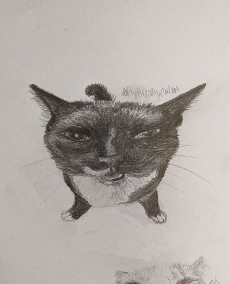 Funny Cat Sketch by IdyllicallyCalm Weird Cat Drawing, Funny Cat Sketch, Silly Cat Drawings, Art Vibe, Ugly Cat, Art Account, Cat Drawings, Scared Cat, Cat Doodle