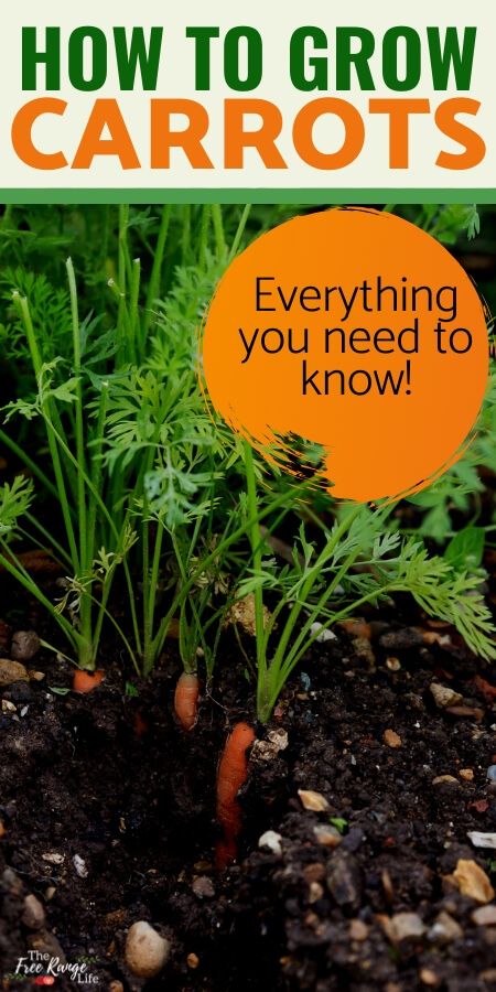 Planting Carrots From Seed, Growing Carrots From Seed, Carrots Growing, Grow Carrots, How To Plant Carrots, Carrot Gardening, Growing Carrots, Vegetable Garden For Beginners, Daucus Carota