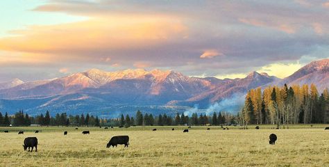 Ranch Background, Pr Wallpaper, Ranch Wallpaper, Montana Fall, Montana Living, Dream Ranch, Montana Landscape, Ranch Cabin, Cabin Getaway