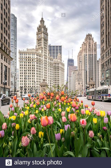 Download this stock image: Tulips are blooming on Michigan Street of Chicago where sky scrappers are lined up on the street. - 2C7AR5P from Alamy's library of millions of high resolution stock photos, illustrations and vectors. Tulips Bloom, Chicago Spring, Chicago Downtown, Chicago Aesthetic, Chicago Street, Visit Chicago, Michigan Avenue, Chicago Photography, Chicago Skyline