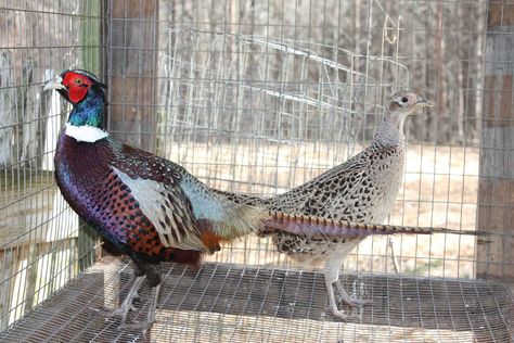 Raising Pheasants, Pheasant Farm, Raising Turkeys, Raising Quail, Raising Bees, Raising Farm Animals, Deer Hunting Tips, Pheasant Hunting, The Homestead