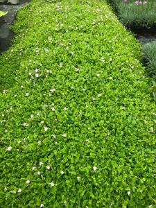 Mazus Reptans, Ground Cover Flowers, Best Ground Cover Plants, Moss Phlox, Perennial Ground Cover, Plants Under Trees, Hosta Plants, Plant Help, Plants To Grow