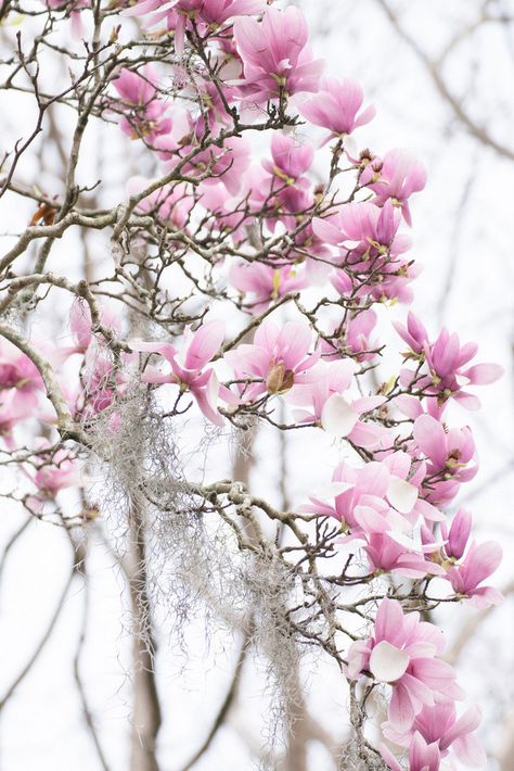 DSC_0486-1 | Pink Magnolia Tulip Tree in Spring | Virginia (Ginny) Sanderson | Flickr Tulip Magnolia, Tulip Tree, Pink Magnolia, Magnolia, Tulips, Virginia, Floral Wreath, Purple, Grey