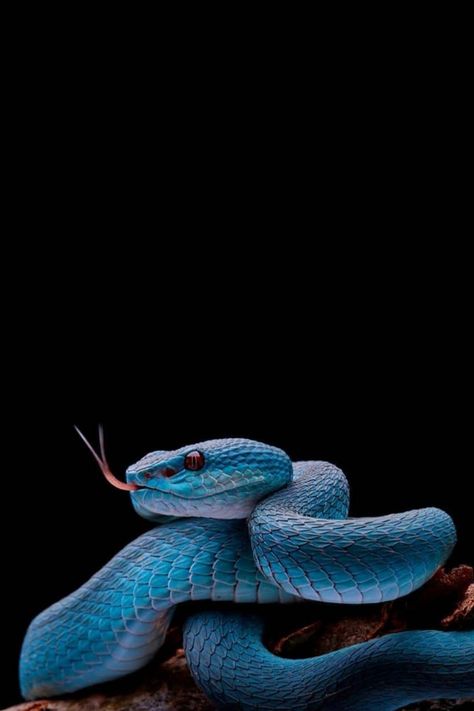 Download Snake wallpaper by ByEgemen - 30 - Free on ZEDGE™ now. Browse millions of popular black Wallpapers and Ringtones on Zedge and personalize your phone to suit you. Browse our content now and free your phone Snake Photos, Viper Snake, Pretty Snakes, Colorful Snakes, Snake Wallpaper, Frog Wallpaper, Blue Pits, Pit Viper, Blue Snake