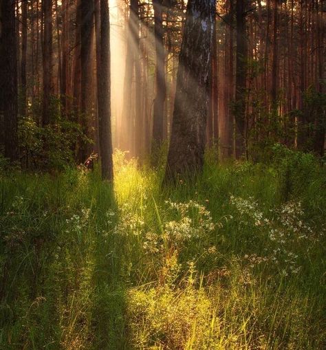 Forest Morning, Grass Meadow, Forest Meadow, Summer Forest, Morning Nature, Nostalgia Aesthetic, Fever Dream, Spring Morning, Forest Trees