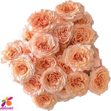 Peach Roses by Variety. Order online with Fee Shipping for all USA Include Alaska and Hawaii Shimmer Rose, Flower Moxie, Standard Roses, Rose Diy, Wedding Flower Packages, Rose Varieties, Rose Peach, Peach Rose, Roses Flower