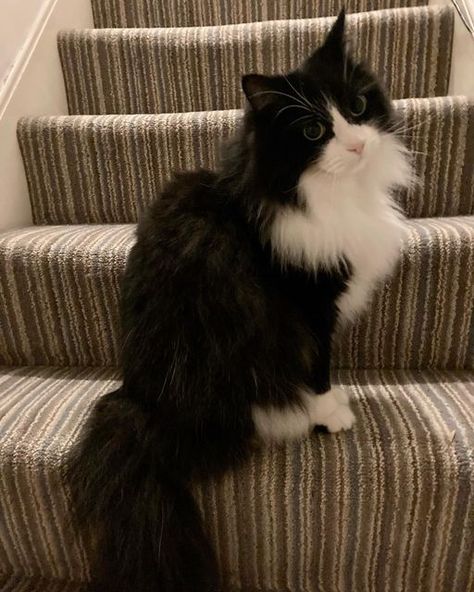 Longhair Tuxedo Cat, Super Fluffy Cat, Black And White Ragdoll Cat, Cute Tuxedo Cats, Tuxedo Cats Aesthetic, Long Hair Tuxedo Cat, Long Haired Tuxedo Cat, Fluffy Tuxedo Cat, Black And White Fluffy Cat