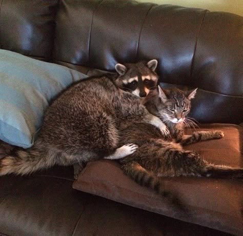 Raccoons And Cats, Cats And Raccoons, Raccoon And Cat, Fat Raccoon, Pet Raccoon, Cute Raccoon, Raccoon Funny, Trash Panda, The Fox And The Hound