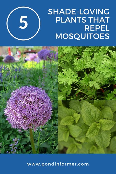 Mosquito Repellent Garden Design, Mosquito Repelling Plants Perennial, Mosquito Repelling Shade Plants, Full Shade Plants Outdoor, Mosquito Planter Ideas, Mosquito Repelling Garden, Mosquito Repelling Plants Container, Full Shade Landscaping, Shade Plants Perennial