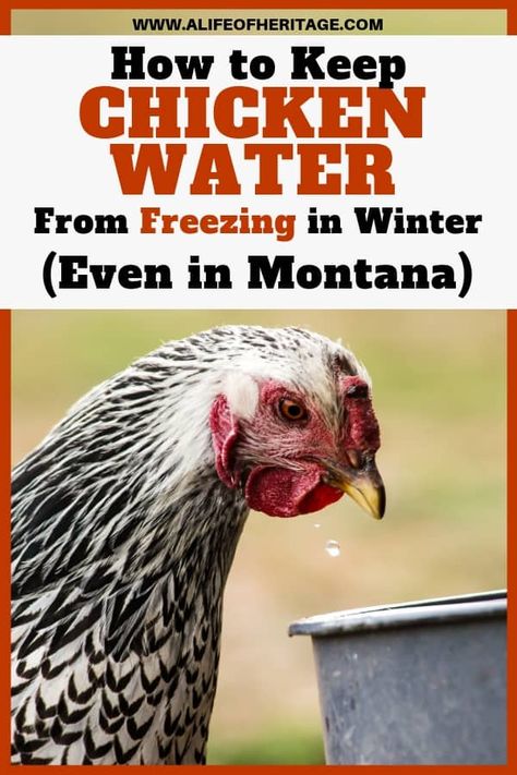 Chickens In The Winter, Raising Chicken, Portable Chicken Coop, Chicken Waterer, Chicken Health, Raising Backyard Chickens, Keeping Chickens, Free Range Chickens, Building A Chicken Coop