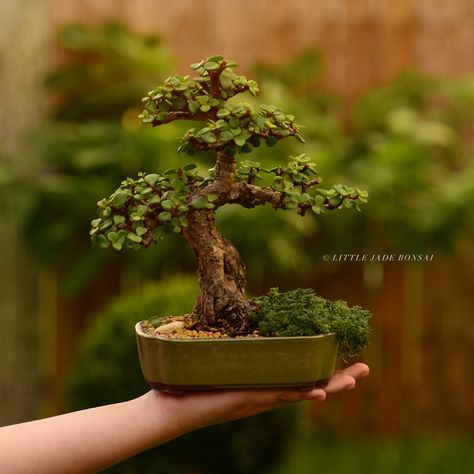 Jade Plant Bonsai, Garden Bonsai Tree, Bonsai Making, Japanese Bonsai Tree, Jade Bonsai, Maple Bonsai, Bonsai Tree Types, Bonsai Care, Bonsai Tree Care