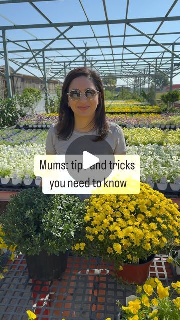 Fountain's Green Grow-Cery on Instagram: "Mums tips you need to think about:

🍂unless you need a big pop of color now, buy mums in the bud stage to prolong their bloom life. Deadheading also helps as needed. 
🍂never water over the top. Always water at the base of the plant OR get a bucket of water and let the mums soak it up from the root system. When you pick the pot up and it is heavy, it doesn’t need water. If the pot is light, give it a drink. 
🍂mums are perennials. So once the season is done, find a spot in your yard to plant it and enjoy for years to come." Potted Mums, Bucket Of Water, Deadheading, Big Pops, Root System, Fall Porch, Pop Of Color, Over The Top, The Plant