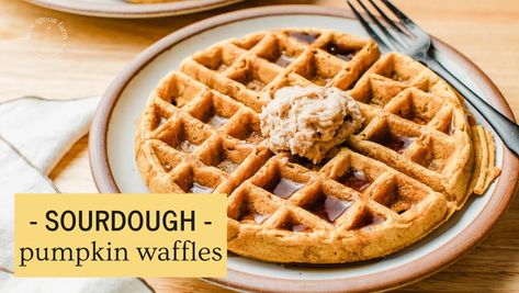 Sourdough Pumpkin Waffles Little Spoon Farm, Sourdough Waffle Recipe, Pumpkin Sourdough, Pumpkin Waffles Recipe, Puree Pumpkin, Sourdough Waffles, Sourdough Pumpkin, Whipped Pumpkin, Recipe Using Sourdough Starter