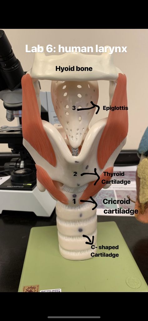 Epiglottis Anatomy, Larynx Model, Emt Notes, Larynx Anatomy, College Course, Basic Anatomy, Basic Anatomy And Physiology, Surgical Tech, Hearing Health