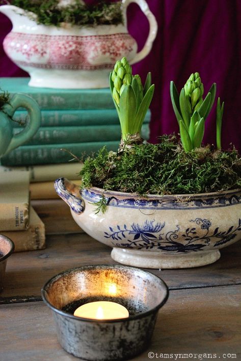 Hyacinth Bulbs, Vintage Containers, Spring Centerpiece, Garden Bulbs, Front Porch Christmas Decor Ideas, Porch Christmas Decor Ideas, Front Porch Christmas, Porch Christmas Decor, Christmas Decor Ideas Diy