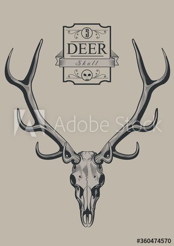 Reindeer Skull Tattoo, Reindeer Skull, Deer Skull Drawing, Reindeer Tattoo, Antler Tattoos, Antler Tattoo, Elk Skull, Girl Face Tattoo, Skull Designs