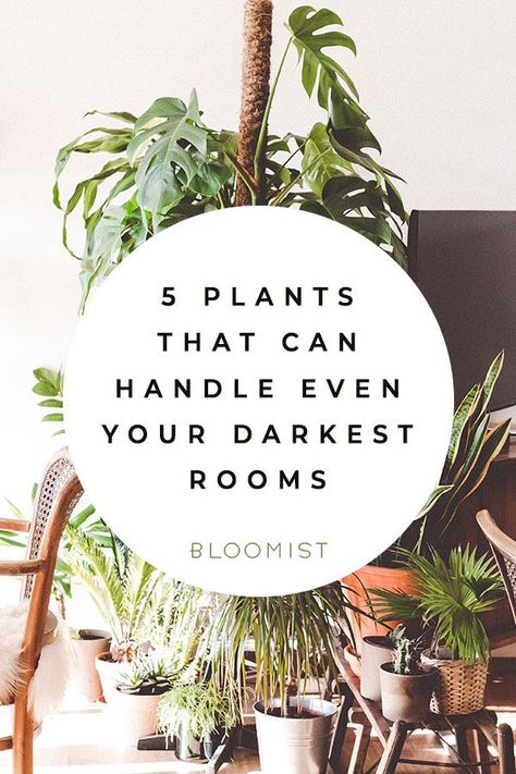 These five easy-going plants can handle your darkest bedrooms, basement living rooms, and all low-light conditions. Low Light House Plants, Indoor Plants Low Light, Basement Living, Hm Home, Basement Living Rooms, Living Room Plants, Paper Plants, Low Light Plants, Bathroom Plants