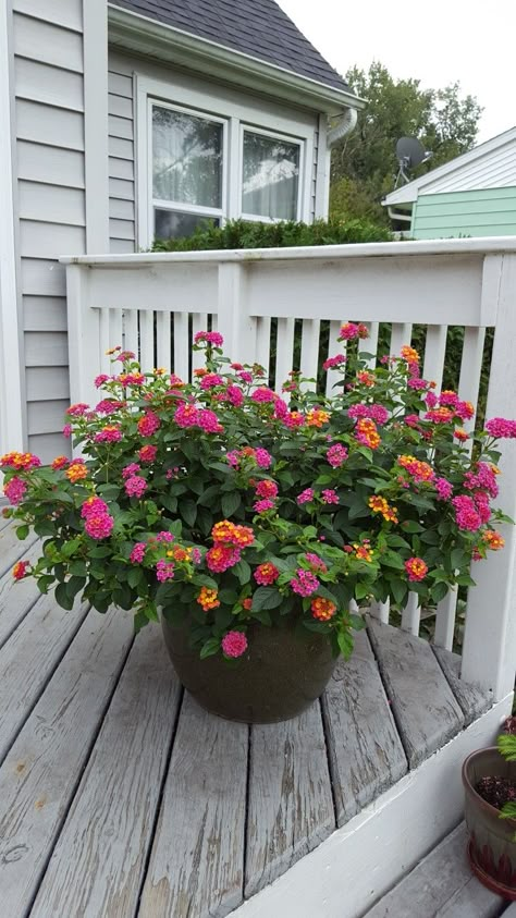 Lantana In Flower Beds, Front Yard Potted Plants, Lantana In Pots, Lantana Landscaping, Lantana Flowers In Pots, Potted Flowers For Patio, Outdoor Flower Pot Ideas, Lantana Flower, Lantana Plant