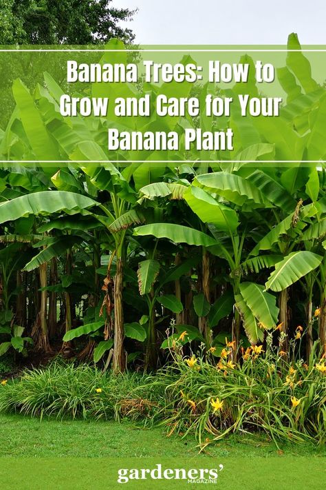 Banana Trees: How to Grow and Care for Your Banana Plant How To Grow Banana Tree, Planting Banana Trees, Growing Banana Trees, Banana Tree Landscape, Banana Tree Care, Banana Trees Landscape, Banana Plant Care, Grow Banana Tree, Shell Garden