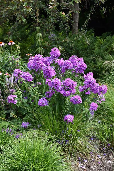 Tall Phlox, Flowering Shade Plants, Phlox Plant, Phlox Flowers, Phlox Paniculata, Succulent Landscape Design, Perennial Bulbs, Paradise Garden, Shade Flowers