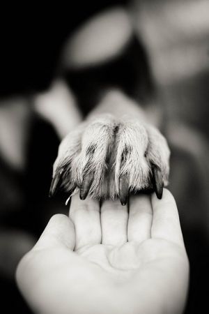 Words In Spanish, Dog Photoshoot, Love My Dog, Foto Tips, Airedale Terrier, Dog Photography, Dog Quotes, Newfoundland, In Spanish