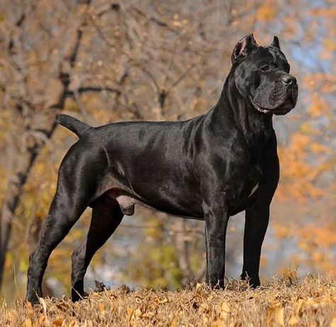 canecorso.4ever.ig._ on Instagram: "Posted @withrepost • @canecorsoeurope 🥰 Have a wonderful weekend 🥰 ❤️ www.canecorso.net ❤️ . . . #canecorsoclub #canecorso #canecorsos #canecorsolove #canecorsolovers #bigdogsofinstagram #bigdogs #canecorsosrule #bullmastiffsofinstagram #dogs #canecorsomania #canecorsousa #bigdogs #canecorsolife #canecorsopuppy" Can Corso Dogs, Can Corso, Mastiff Breeds, Presa Canario, Bully Breeds Dogs, Cane Corso Puppies, Cane Corso Dog, Pinscher Dog, Corso Dog