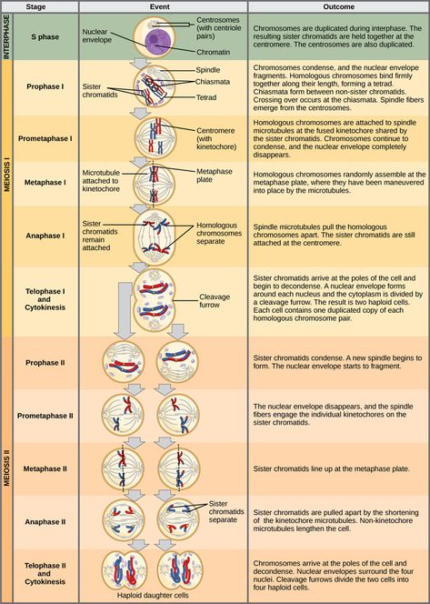 Comparison Worksheet, General Biology, Biology Worksheet, Study Biology, Genetic Variation, Biology Facts, Cell Cycle, Cell Division, Biology Lessons