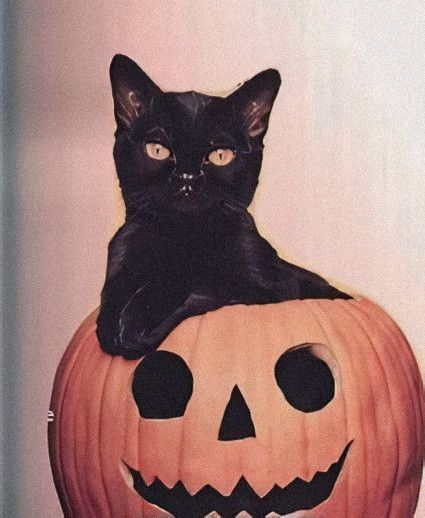 Halloween Kitty, Cartoon Profile, In Aesthetic, Cartoon Profile Pics, Profile Pics, Halloween Cat, Aesthetic Photo, Cute Halloween, Vintage Halloween