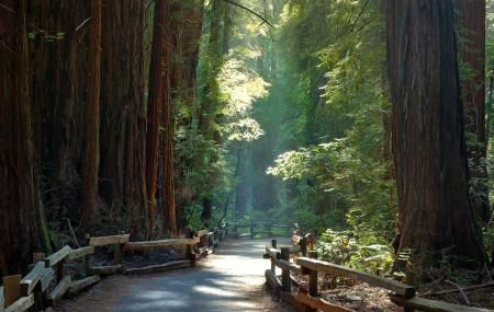 Muir Woods National Monument Image Muir Woods California, Muir Woods National Monument, Marin County California, Muir Woods, California Photos, Redwood Forest, Forest Path, Marin County, Pub Crawl