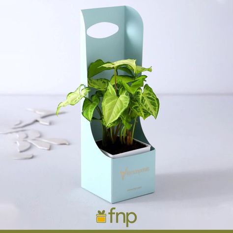 Plant Packaging Ideas, Plant Hampers, Plant Box Design, Plants Packaging, Eco Friendly Soap Packaging, Eco Friendly Packaging Ideas, Eco Friendly Food Packaging, Eco Packaging Ideas, Good Luck Plants