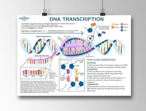 Dna Transcription, Random Reference, Rna Polymerase, Academic Motivation, Online Posters, Transcription, The Cell, Printable Poster, Posters Printable