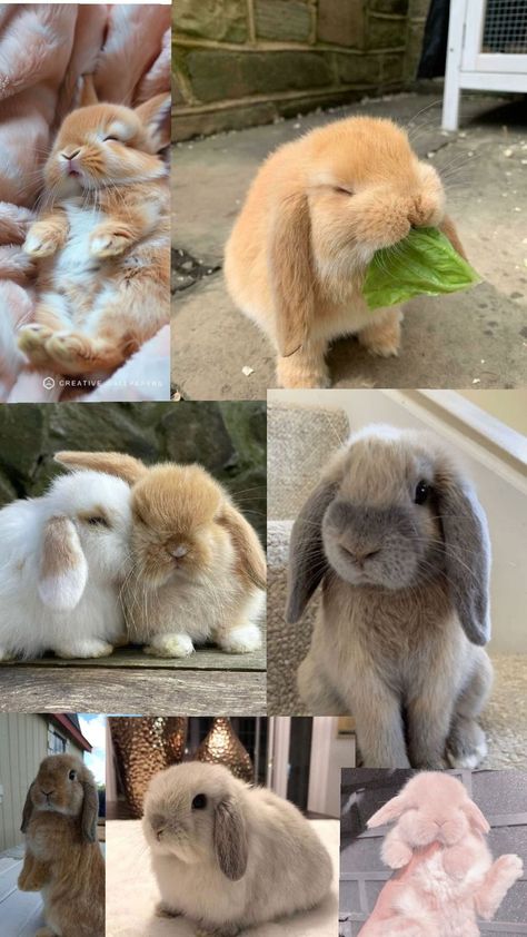 Us Core, Mini Lop Bunnies, Lop Bunny, Pet Bunny Rabbits, Curly Hair Care Routine, Mini Lop, Bunny Care, Bun Bun, Pet Bunny